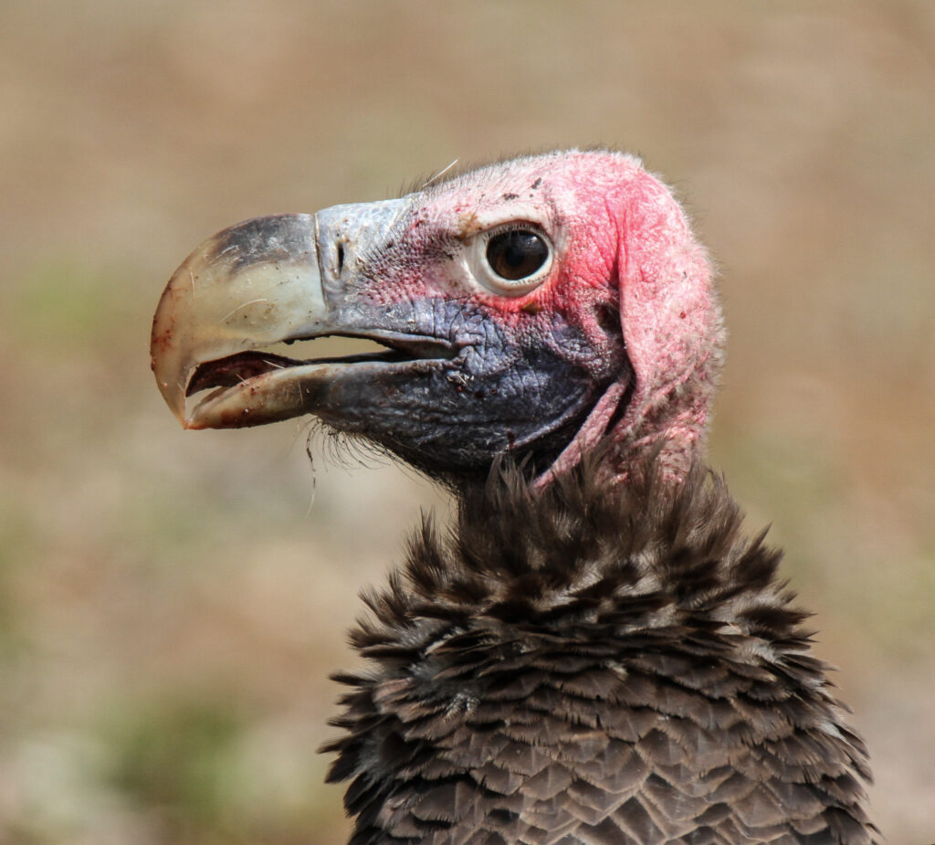 An endangered lappet-faced vulture 
