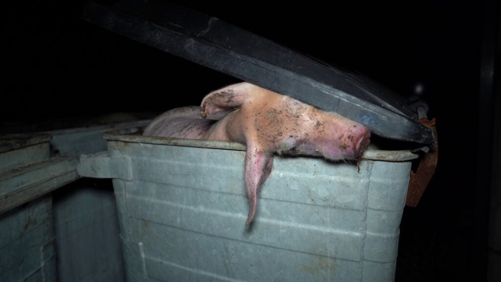 A dead pig in a bin at a Bickmarsh Hall farm in Warwickshire