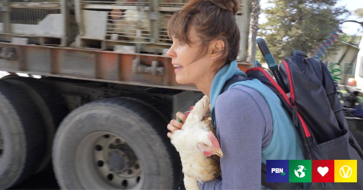 Trial Begins For ‘Baywatch’ Star Who Rescued Chickens Destined For(02)