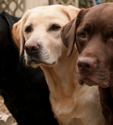 Three Labrador dogs of different colours, standing together and looking past the camera