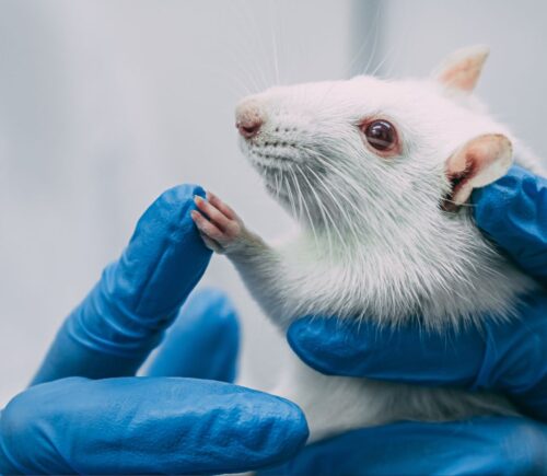 A rat being used in animal testing