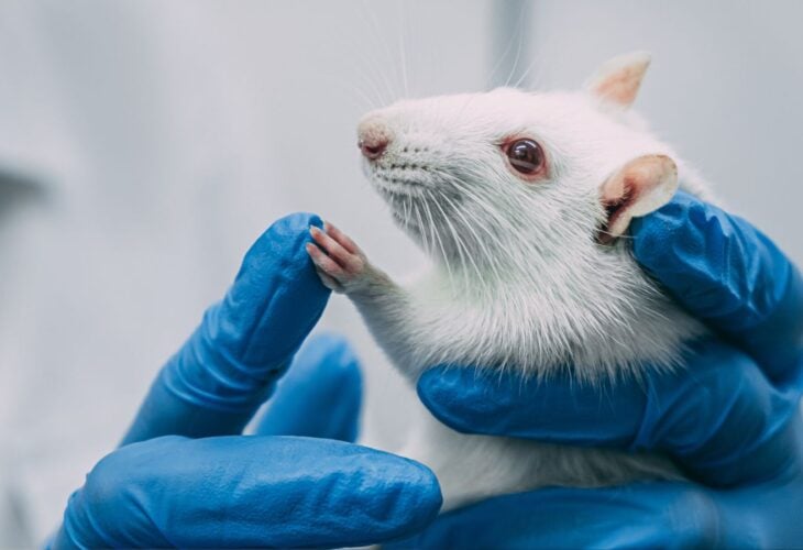 A rat being used in animal testing