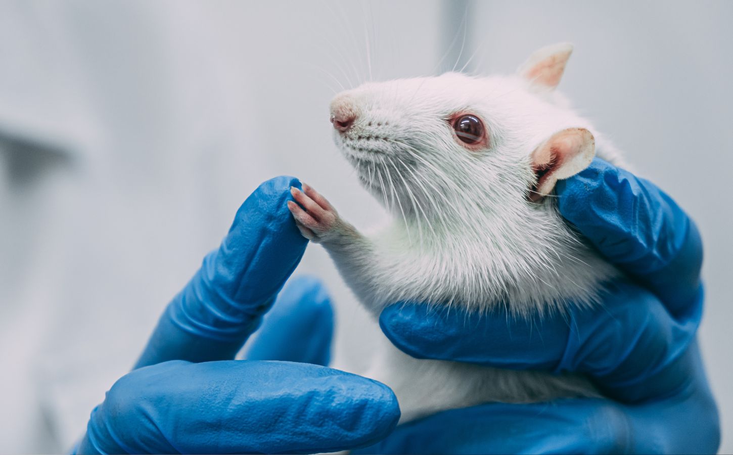 Pharmaceutical Animal Tests Are No Longer Required In The USA