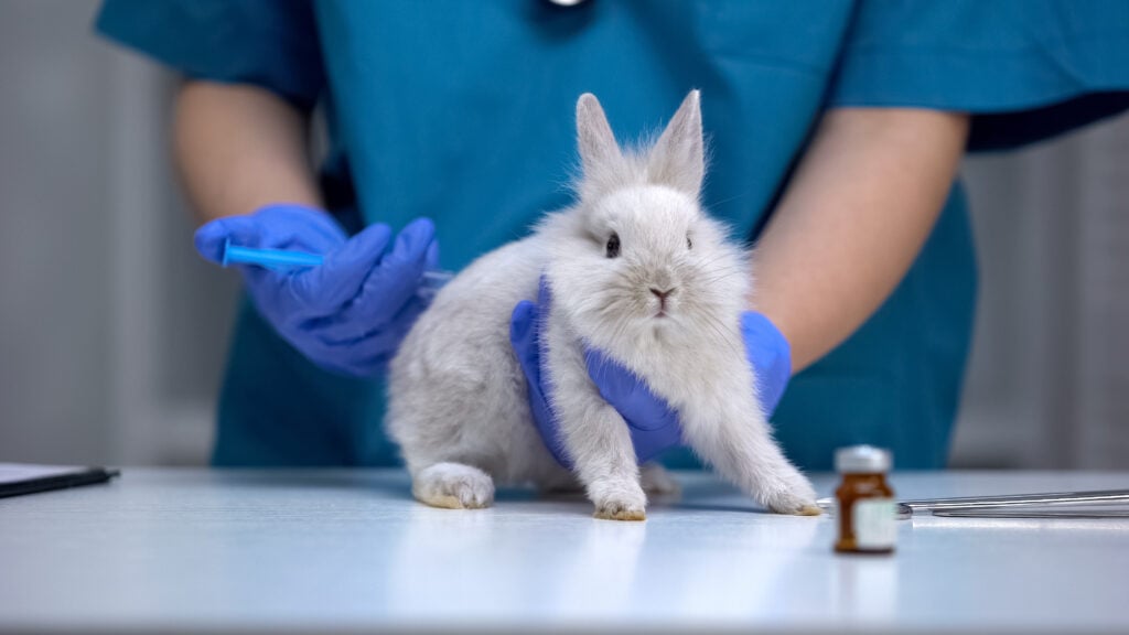 A rabbit used in drug animal testing in the USA
