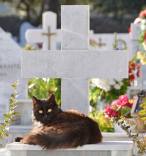 A black cat sits in top of a grave in a pet cemetery, a concept that is coming to Barcelona, Spain