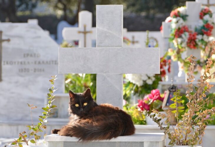 A black cat sits in top of a grave in a pet cemetery, a concept that is coming to Barcelona, Spain