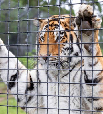 A tiger in captivity being kept at a UK zoo