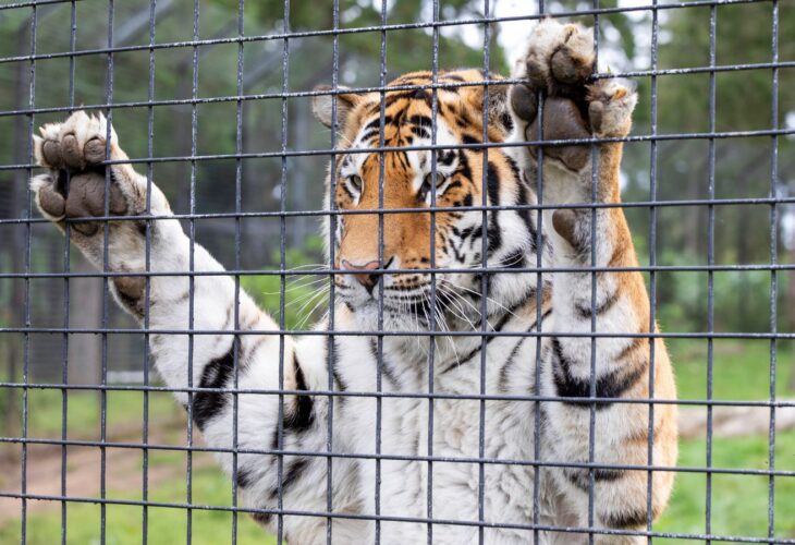 76% Of UK Want Large Animals Phased Out Of Zoos, Study Says