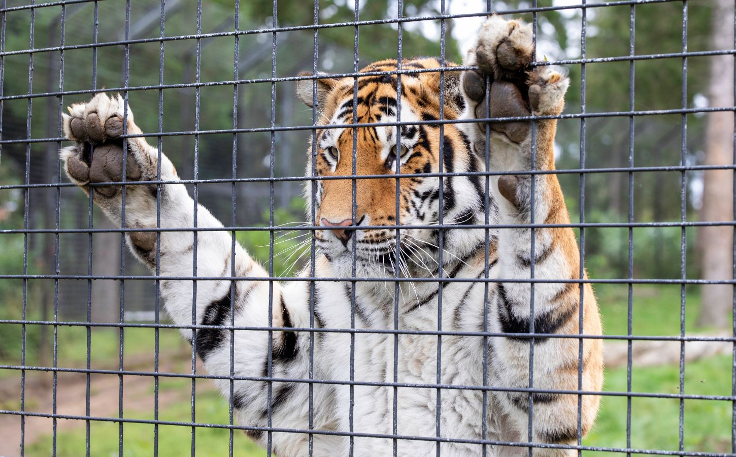 A tiger in captivity being kept at a UK zoo