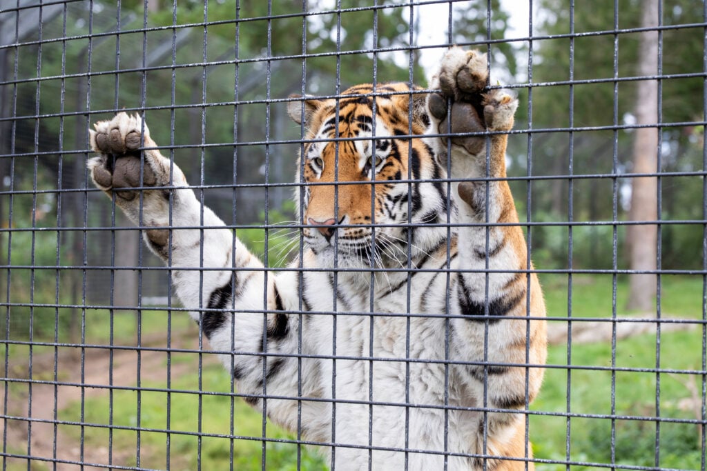 A tiger in a wired cage in a UK zoo