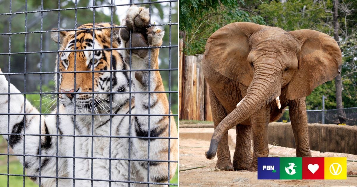 76% Of UK Want Large Animals Phased Out Of Zoos, Study Says