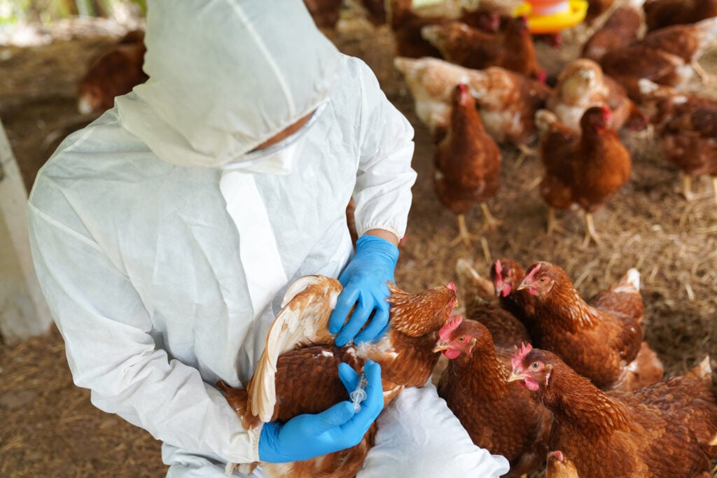 A farm worker in a hazmat suit picking up chickens amid the ongoing avian flu spread
