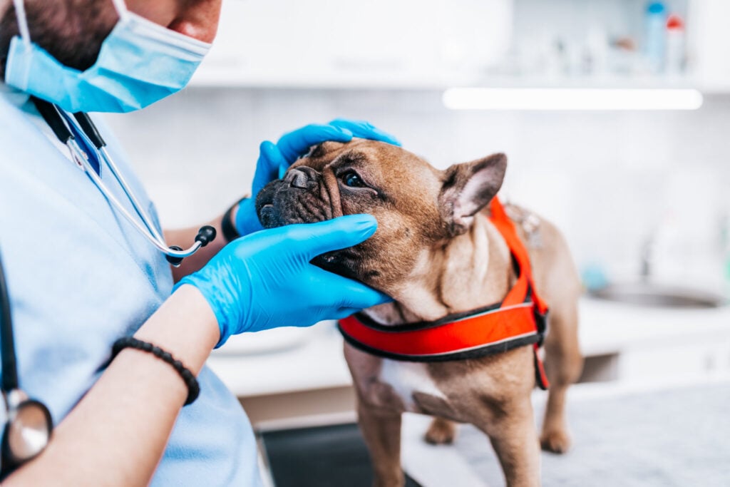 An apricot French bulldog, a breathing-impaired dog breed, being examined at the vet