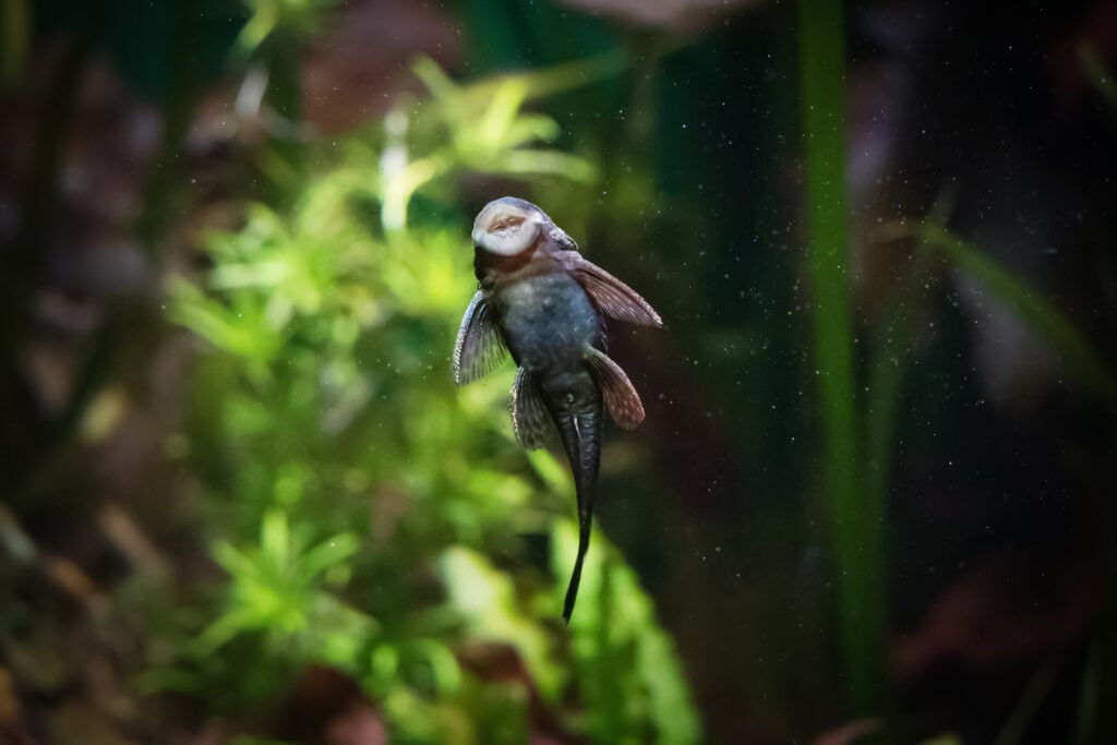 A cleaner fish in the tank, A brown cleaner fish in a tank, a species now linked to possible self-awareness