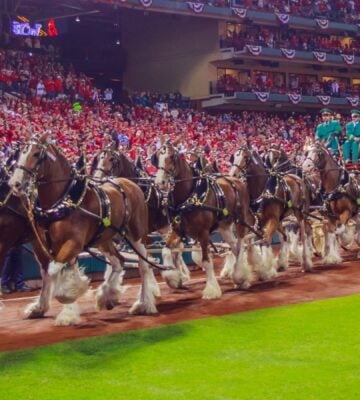 Budweiser Clydesdale horses pulling a beer wagon at a US sporting event