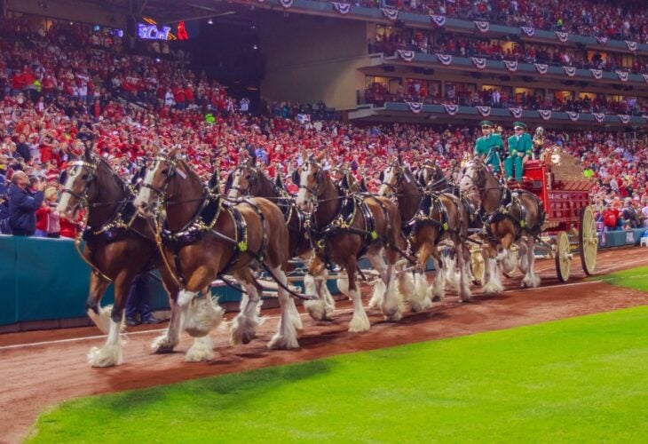 Budweiser Clydesdale horses pulling a beer wagon at a US sporting event