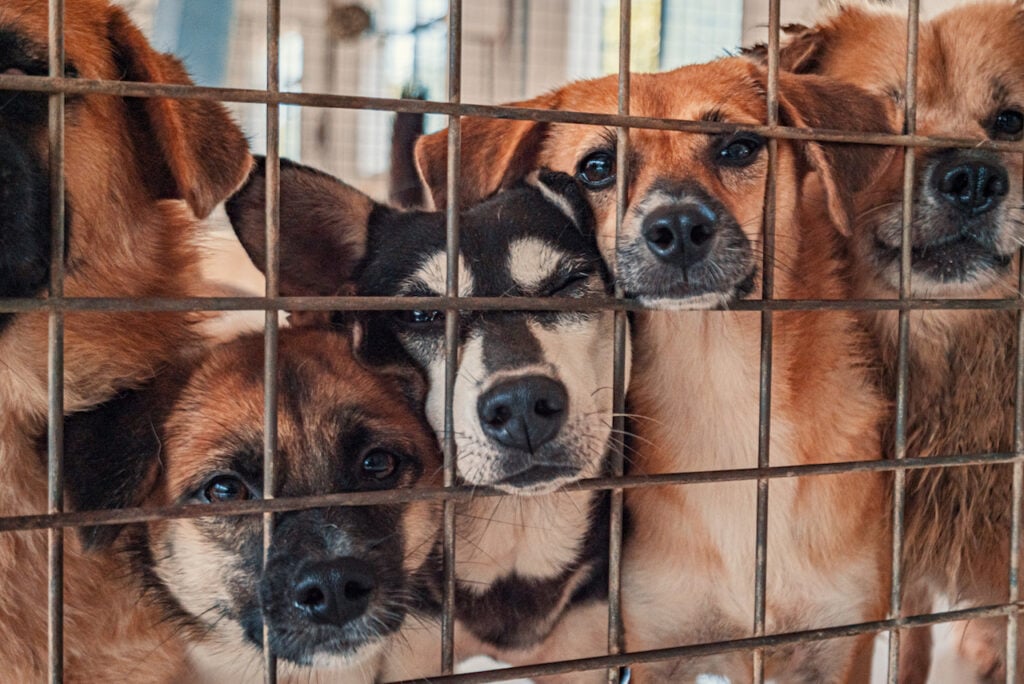 A group of surrendered dogs at an animal adoption center