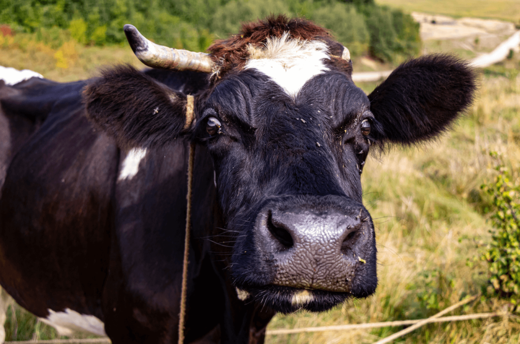 A close-up of a black and white cow, who are frequently farmed for meat and dairy at the cost of the environment