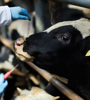 A dairy cow on a farm about to receive an injection