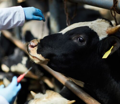 A dairy cow on a farm about to receive an injection