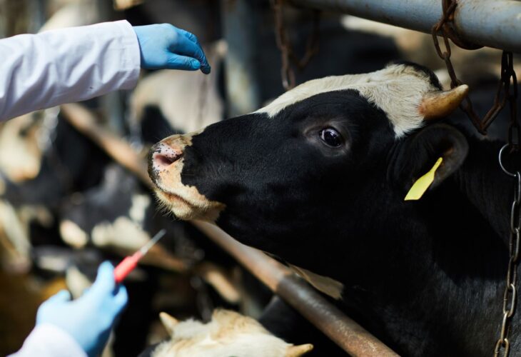 A dairy cow on a farm about to receive an injection