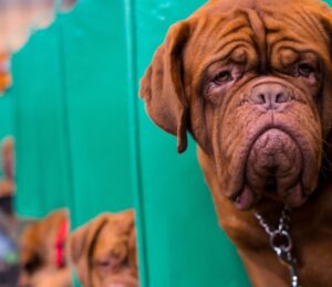 A dog at UK dog show Crufts, which has been accused of promoting animal cruelty