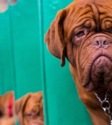 A dog at UK dog show Crufts, which has been accused of promoting animal cruelty