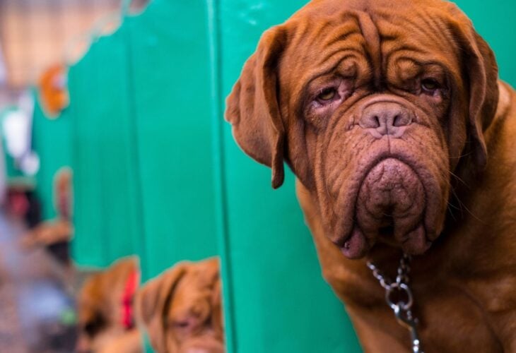 Crufts 2023 And Animal Cruelty: Why The Show Must Not Go On
