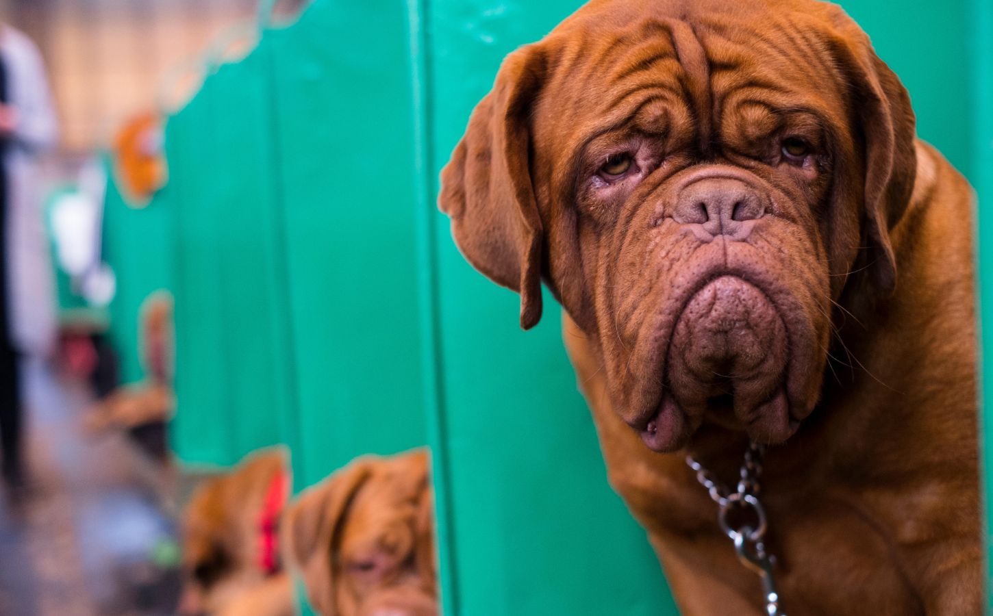 A dog at UK dog show Crufts, which has been accused of promoting animal cruelty