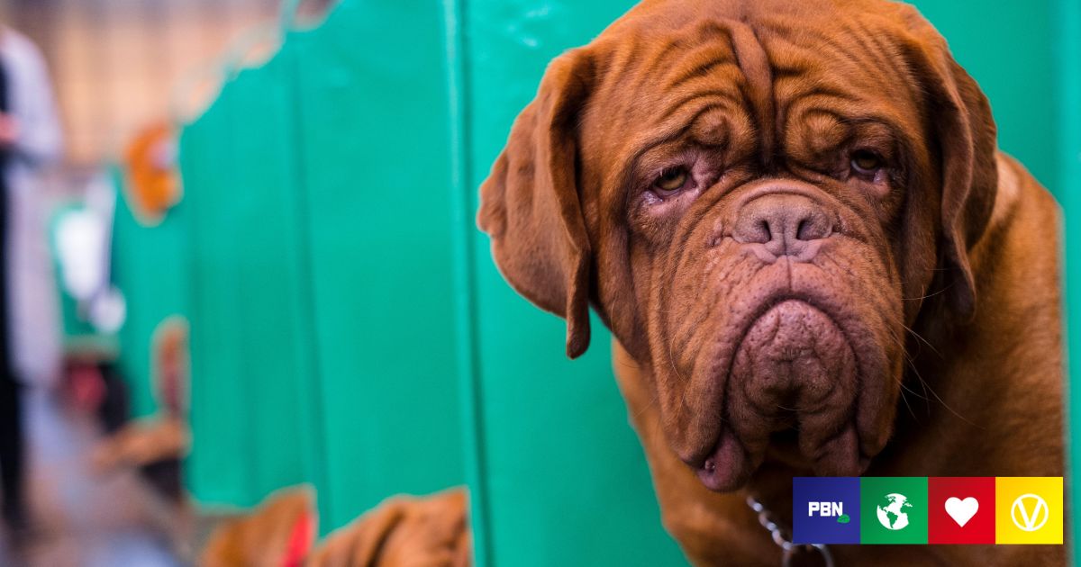 Crufts Cruelty: Why The Show Must Not Go On