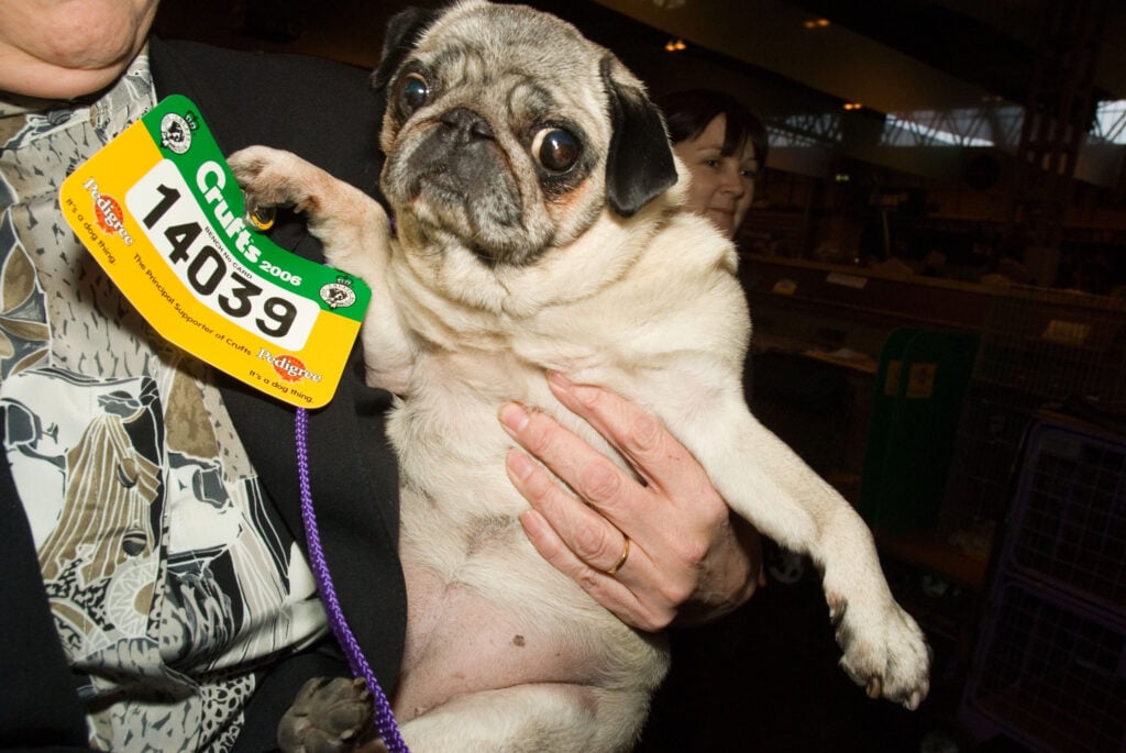 A pug taking part in UK dog show Crufts