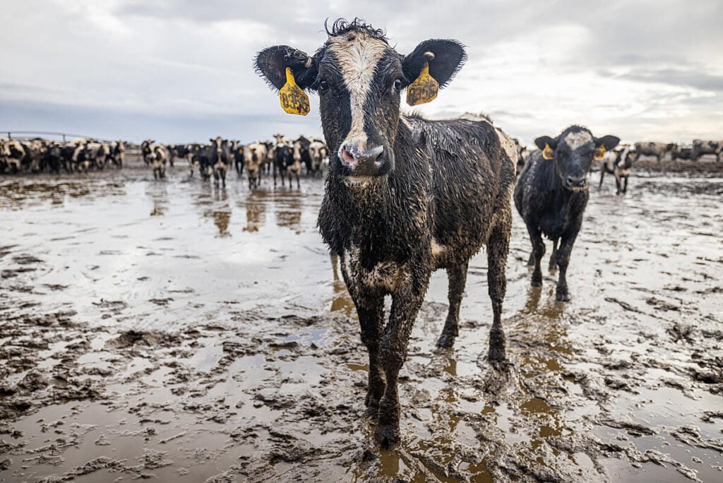 Wet and muddy dairy cows stand in receding flood waters on a Californian animal farm