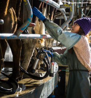 A young person helping to milk dairy cows in a commercial milking shed