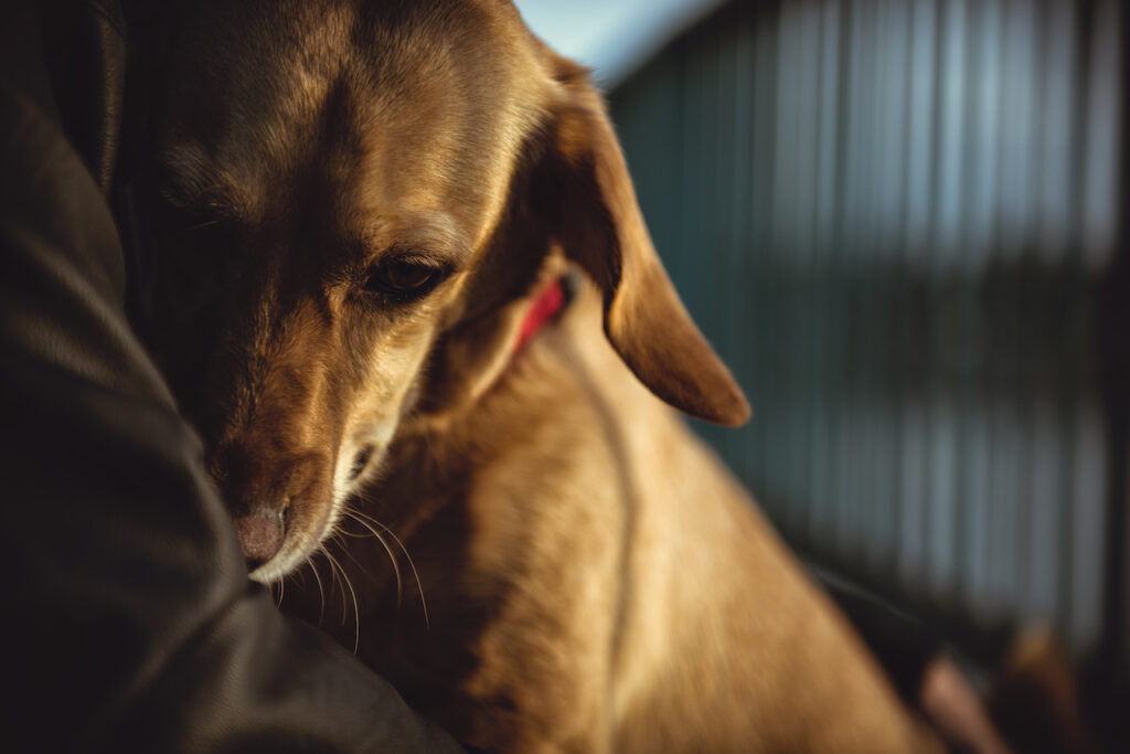 A small rescue dog looking scared while being cradled in a human's arms