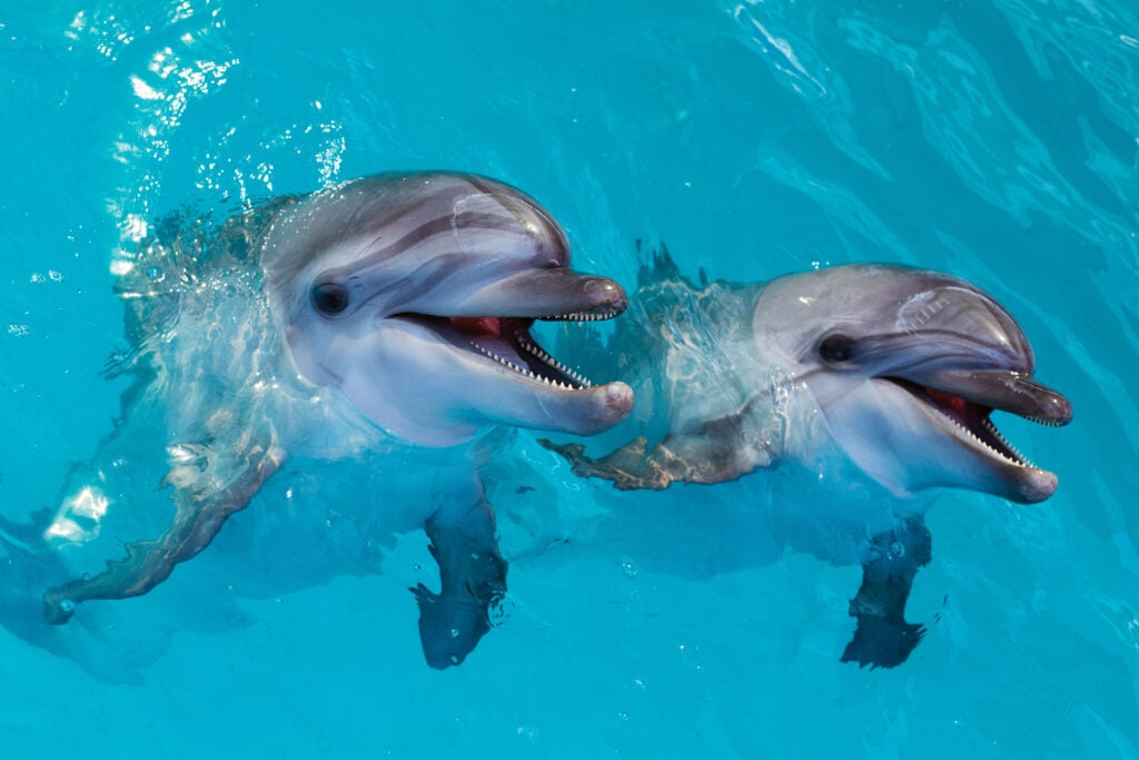 Dolphins have also passed the mirror test in previous studies