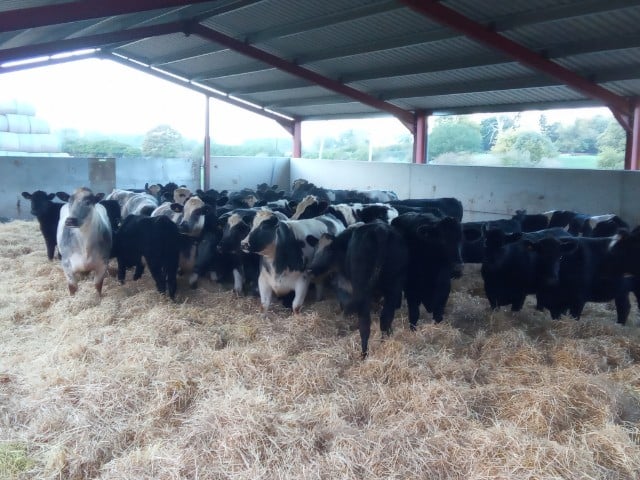 Dorset farmer Laurence Candy's dairy cows, who now live in a sanctuary