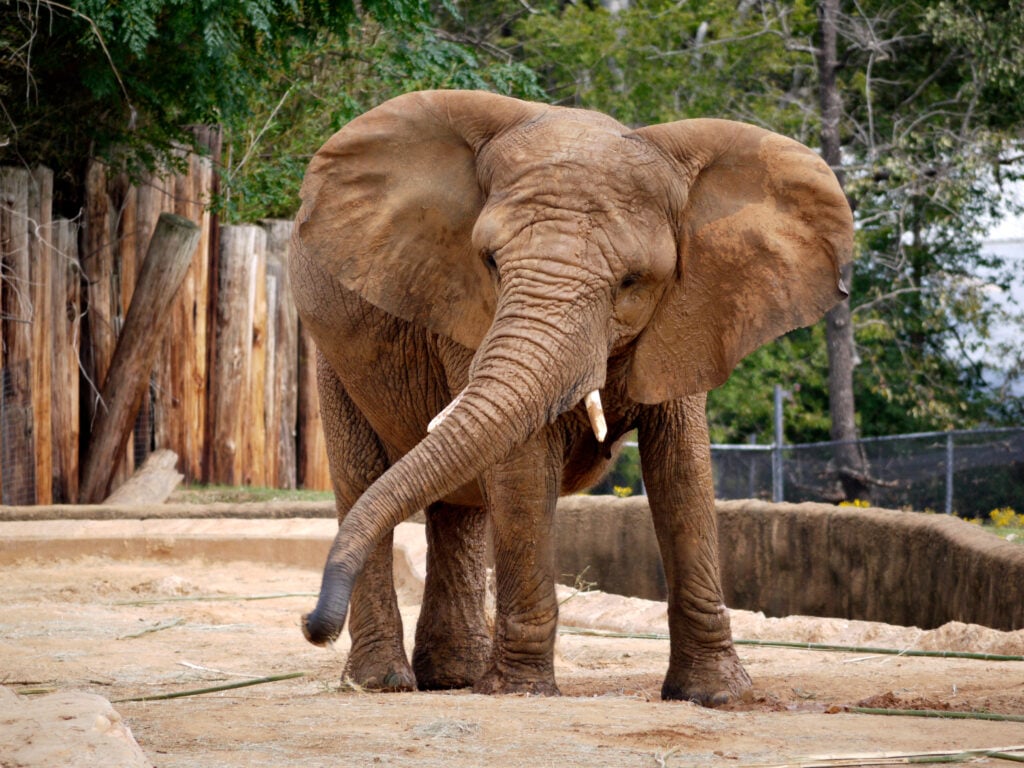 A captive elephant at an animal zoo