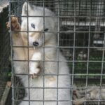 An arctic fox in an animal cage in a fur farm