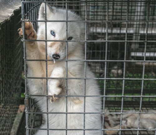 An arctic fox in an animal cage in a fur farm