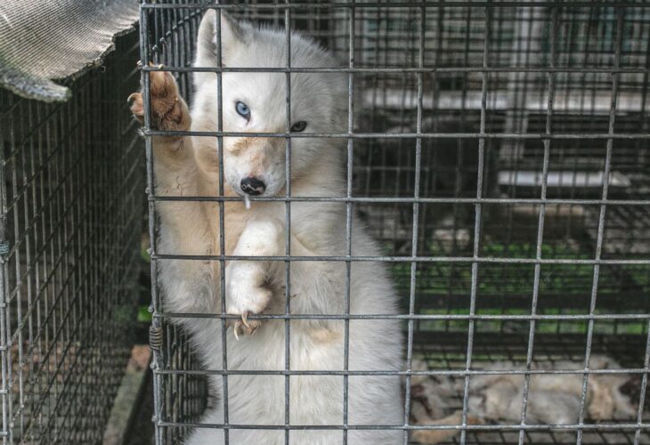 An arctic fox in an animal cage in a fur farm