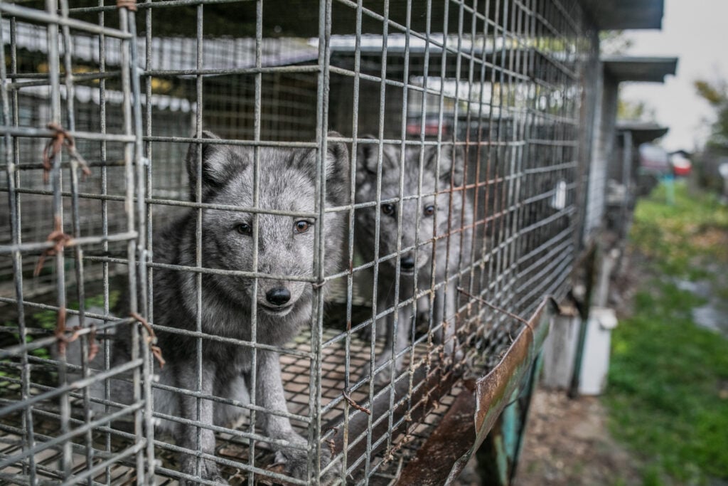 Two silver foxes look at animal rescuers from a cage at a neglected fur farm