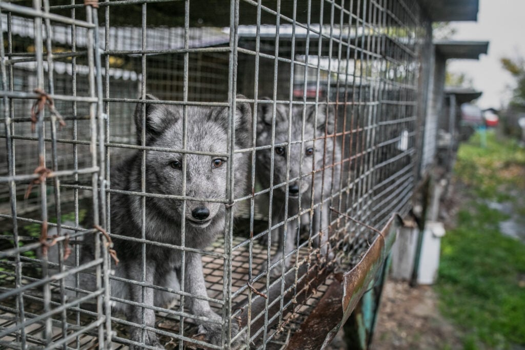 Inside The Fur Farming Industry: Can Fur Be 'Ethical' Or 'Sustainable'?