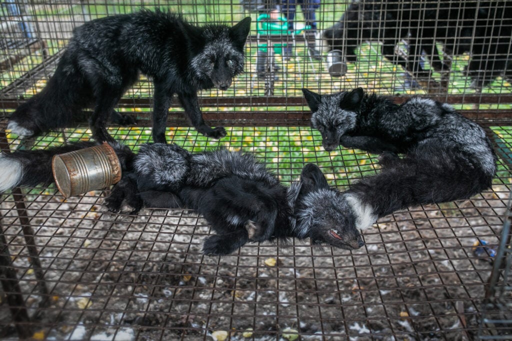 Two emaciated silver foxes at a fur farm look at animal rescuers over the dead body of their cage mate