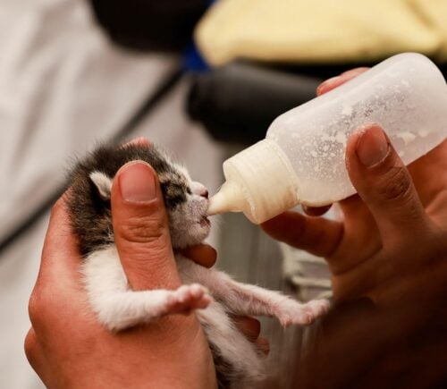 A kitten being bottle fed in the aftermath of the Turkey-Syria earthquake