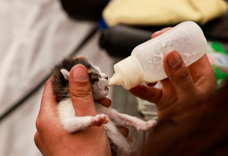 A kitten being bottle fed in the aftermath of the Turkey-Syria earthquake