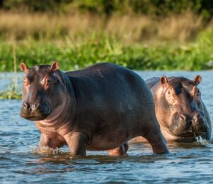 A mother hippo watching her calf as the two swim together in a river surrounded by green grass