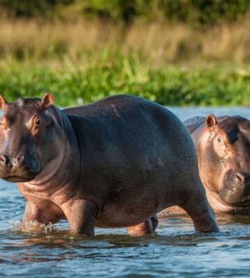 A mother hippo watching her calf as the two swim together in a river surrounded by green grass