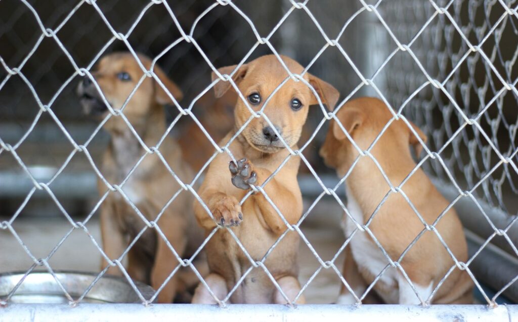 Three blonde puppies sat inside a wire dog cage, one looking desperately at the camera
