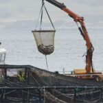 A worker using a crane to pick up a net full of fish on a slaughter boat in Scotland, which has been accused of animal cruelty