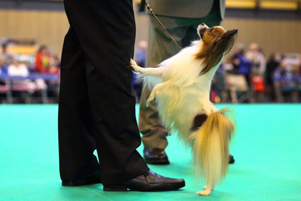A dog competing at UK canine show Crufts